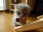 cute kitten