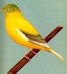 norwich yellow crested canary