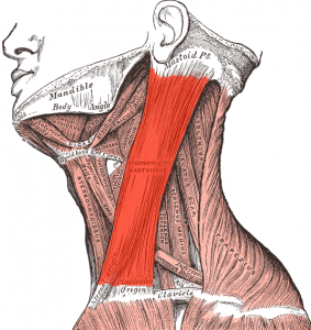sternocleidomastoideus muscle