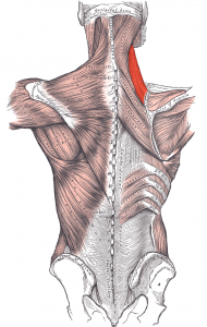 levator scapulae muscle