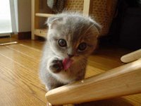 cute-kitten.thumbnail.jpg